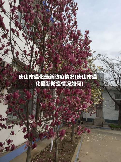 唐山市遵化最新防疫情况(唐山市遵化最新防疫情况如何)-第1张图片